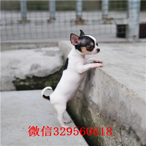 鸡西犬舍出售纯种吉娃娃茶杯吉娃娃多少钱黑色