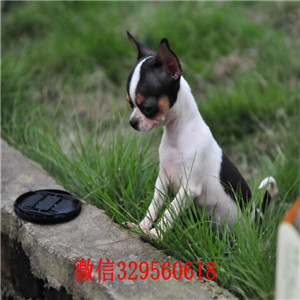 荣昌哪里有卖吉娃娃茶杯吉娃娃多少钱黑白花吉