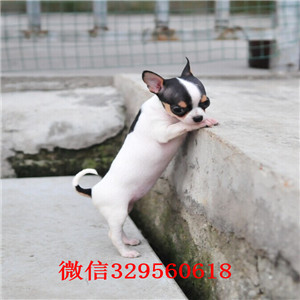 哈尔滨哪里能买到吉娃娃吉娃娃多少钱一只黑色吉娃娃苹果头吉娃娃