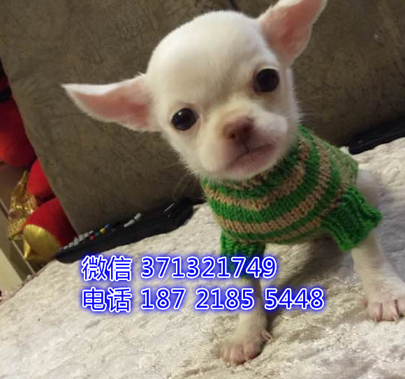 吉娃娃犬出售纯种，沈阳狗场繁殖吉娃娃犬 纯种