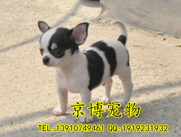 纯种吉娃娃幼犬 苹果头小体吉娃娃价格 赛级吉