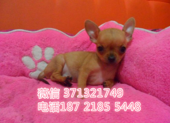 吉娃娃犬出售，棕色吉娃娃幼犬，长不大袖珍犬一窝