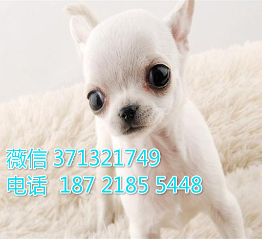 吉娃娃犬出售袖珍犬，白色茶杯狗狗，合肥犬舍