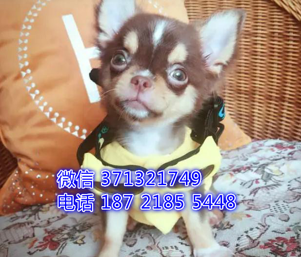 专业繁殖吉娃娃犬出售纯种，长不大吉娃娃狗狗北