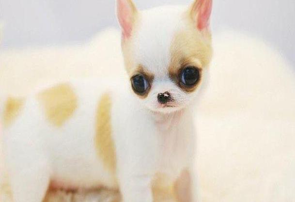 北京宠物狗犬舍出售吉娃娃犬 健康活泼好养吉