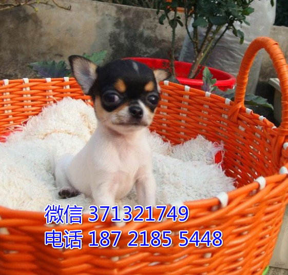 吉娃娃犬出售纯种幼犬，小型犬吉娃娃狗狗包健康