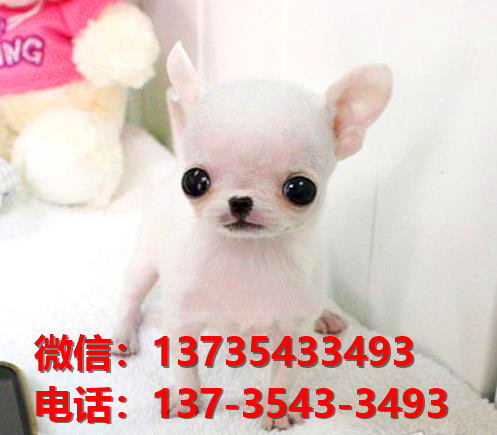 济南宠物狗犬舍出售纯种吉娃娃犬 网上哪里有