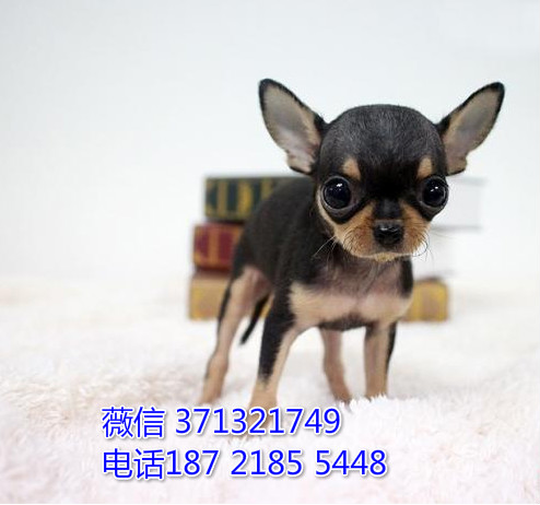 吉娃娃出售 黑色的小体吉娃娃狗狗 福州犬舍