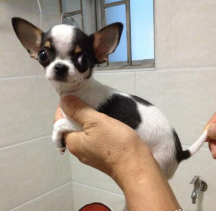 长沙宠物狗犬舍出售纯种吉娃娃犬 网上哪里有