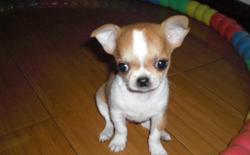 大连宠物狗犬舍出售吉娃娃犬 健康活泼好养吉