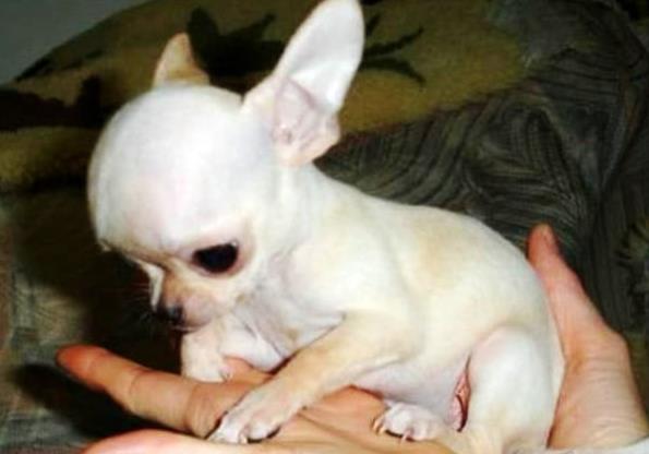 福州宠物狗狗犬舍出售吉娃娃犬 哪里有买狗卖