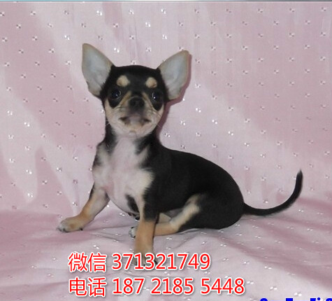 哈尔滨犬舍出售 吉娃娃犬狗狗幼犬 哈尔滨哪里