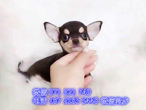 合肥特价 吉娃娃犬纯种幼犬出售 合肥哪里有卖