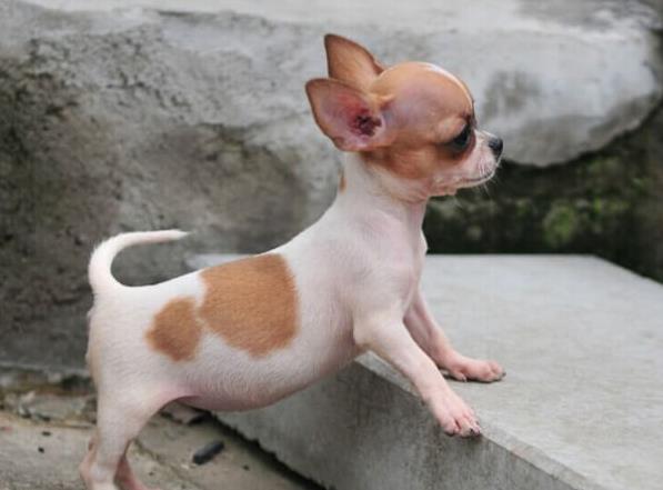 沈阳宠物狗犬舍出售吉娃娃犬 健康活泼好养吉