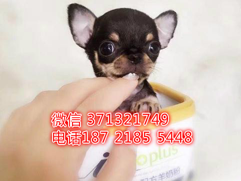 福州狗狗 吉娃娃犬出售纯种幼犬 福州犬舍 全