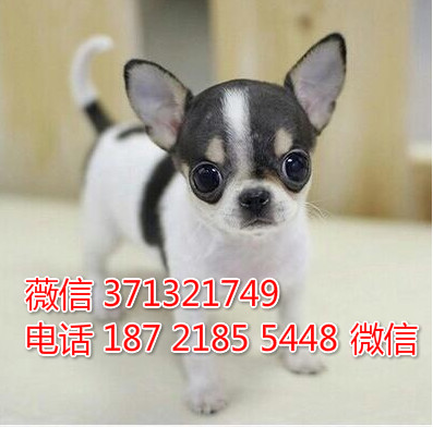 重庆狗狗 吉娃娃犬出售纯种幼犬 重庆特价宠物