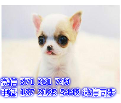 5全国发货 犬舍繁吉娃娃 出售纯种幼犬 包售后