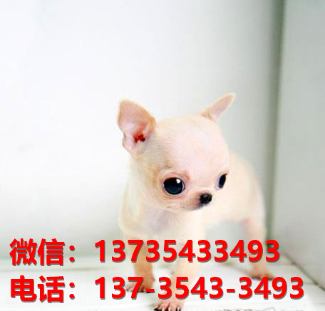 纯种吉娃娃犬出售 郑州犬舍领养宠物狗狗市场在哪里买狗卖狗