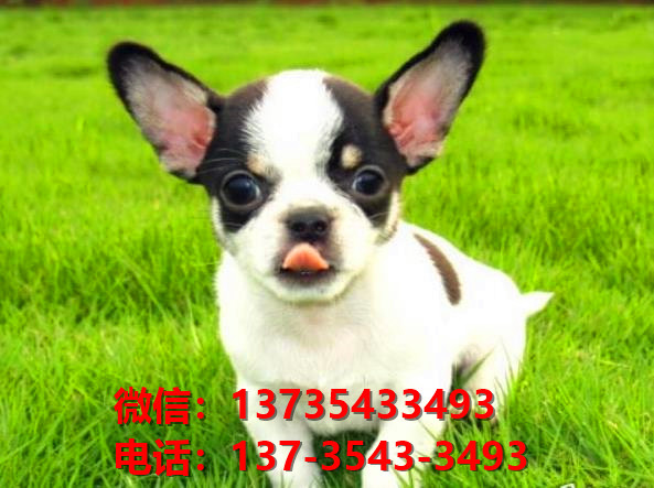 合肥宠物狗狗狗 犬舍出售纯种吉娃娃犬宠物狗