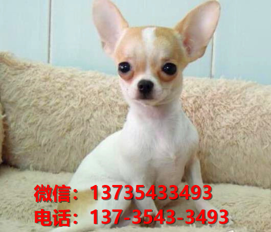 沈阳宠物狗狗狗 犬舍出售纯种吉娃娃犬宠物狗