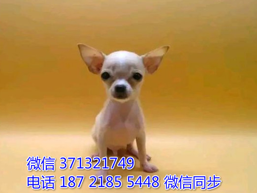 郑州特惠 吉娃娃犬出售纯种幼犬 郑州狗场在哪里