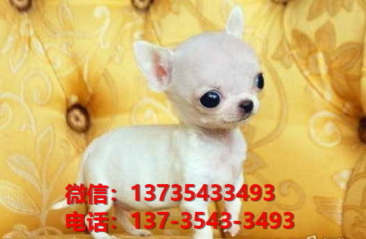 纯种吉娃娃犬出售 郑州犬舍领养宠物狗狗市场在哪里买狗卖狗