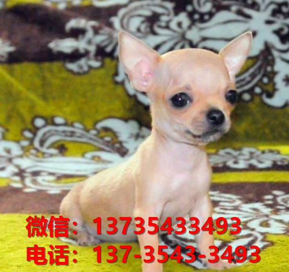 纯种吉娃娃犬出售 郑州宠物狗犬舍狗市场在哪里买狗 网上宠物狗哪里有领养