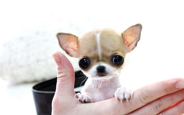 济南宠物狗犬舍出售纯种吉娃娃犬宠物狗市场在