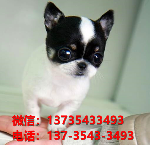 重庆宠物狗狗狗 犬舍出售纯种吉娃娃犬宠物狗