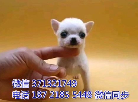郑州特惠 吉娃娃犬出售纯种幼犬 郑州狗场在哪里