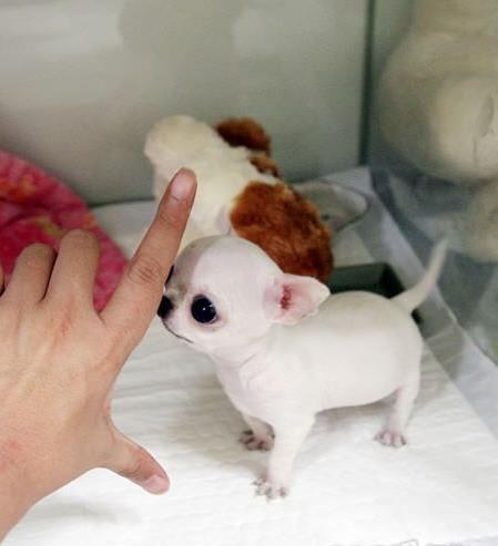 纯种吉娃娃犬领养重庆宠物狗市场在哪里买狗网