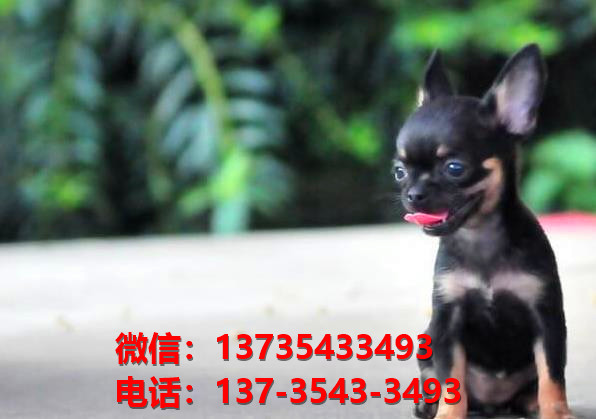 河南郑州附近哪里有宠物狗狗犬舍卖狗地方买狗纯种吉娃娃犬狗场在哪