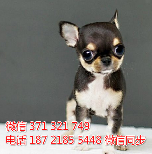 全国特惠吉娃娃纯种幼犬 支持上门 支持空运汽运 包健康涌