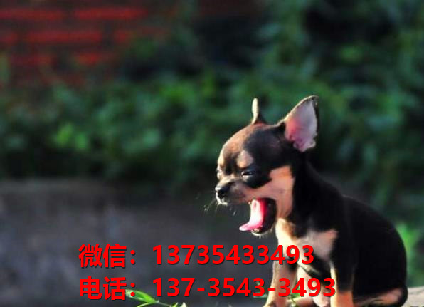 河南郑州附近哪里有宠物狗狗犬舍卖狗地方买狗纯种吉娃娃犬狗场在哪