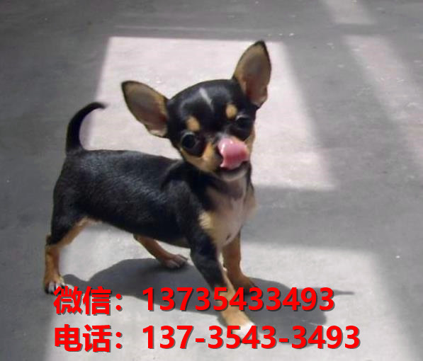 重庆附近哪里有宠物狗狗犬舍卖狗地方买狗纯种