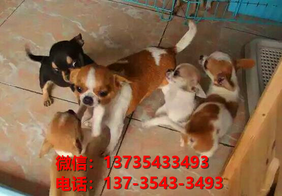 郑州宠物狗狗犬舍出售纯种吉娃娃犬幼犬正宗吉娃娃狗哪里有犬舍卖狗地方