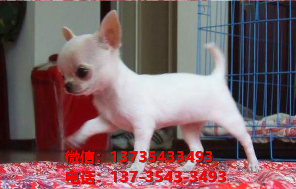 西安宠物狗狗犬舍出售纯种吉娃娃犬幼犬正宗吉