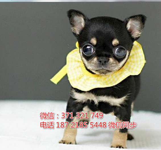 全国特惠吉娃娃纯种幼犬 支持上门 支持空运汽