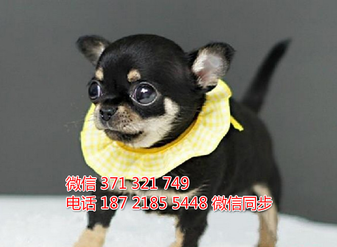 全国特惠吉娃娃纯种幼犬 支持上门 支持空运汽运 包健康吠