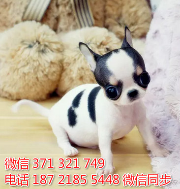 吉娃娃出售 宠物狗狗  宠物市场 狗狗图片 买卖狗狗献