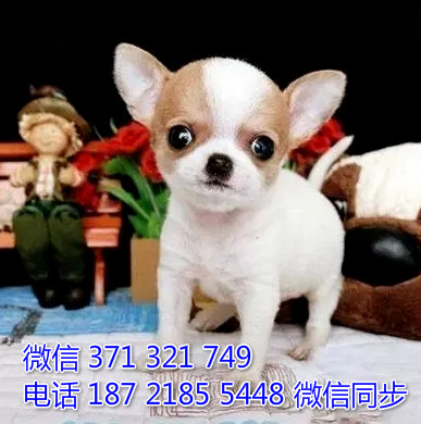 犬舍吉娃娃纯种幼犬出售 茶杯犬吉娃娃舍狗场