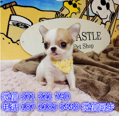 吉娃娃宠物买卖 宠物市场 宠物狗狗图片宠物网履