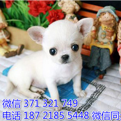 犬舍吉娃娃纯种幼犬出售 茶杯犬吉娃娃舍狗场宠物狗概