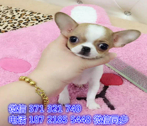 犬舍直销，哪里有宠物吉娃娃犬，精品小型中型大型