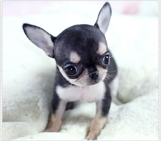 广州吉娃娃犬 正规狗场 售后保健康纯种 可送货上门