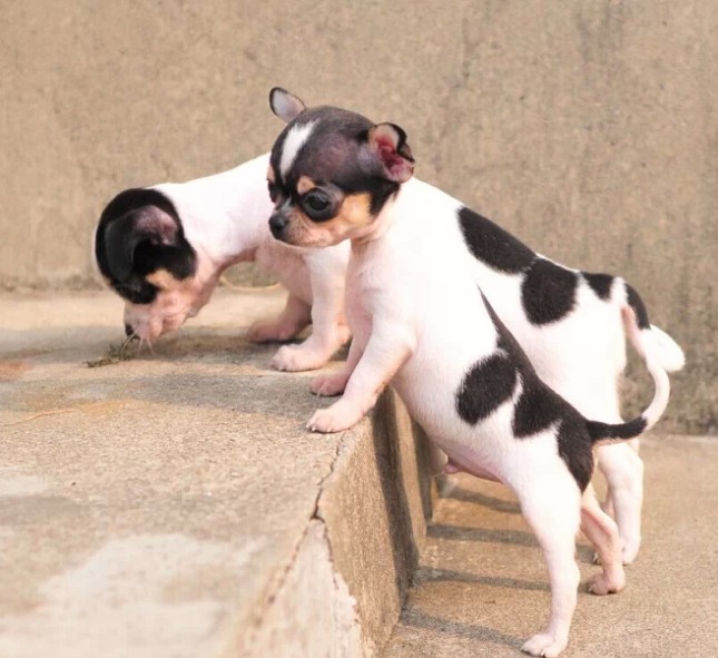 东莞吉娃娃犬一只多少钱 东莞哪里买吉娃娃犬有保障