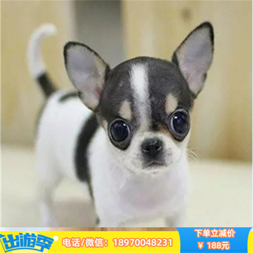 苏州本地养殖纯种吉娃娃出售 吉娃娃幼犬