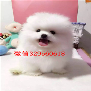 朔州出售博美俊介犬博美多少钱一只包纯种健康