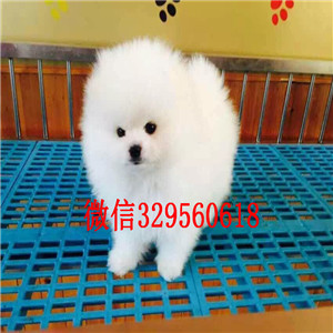 黑河哪里能买到聪明可爱的博美博美价格包纯种健康