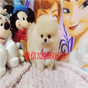 东营哪里有卖小体博美博美价格多少钱高品质博